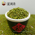 3.6-3.8mm bem Green mung bean para brotar